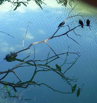 http://blog-imgs-52.fc2.com/t/a/m/tamagoroku/3bird3kame_convert_20120728120044.jpg